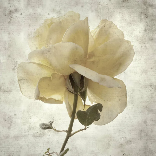 Texturierte Stilvolle Alte Papierhintergrund Quadratisch Mit Gelben Rose Blume — Stockfoto