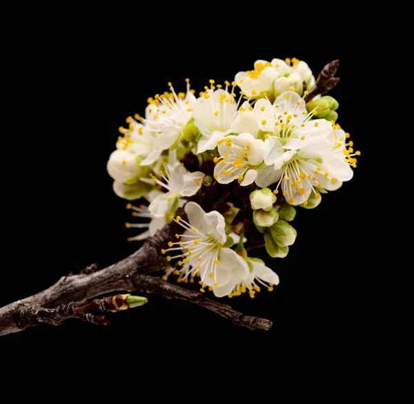 Seasonal Blossom Plum Tree Branches — Stock Photo, Image