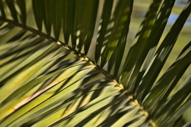 Flora of Gran Canaria - Phoenix canariensis, Canary Date Palm leaf natural background clipart
