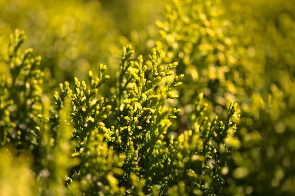 Thuja Grenar Naturlig Blommig Bakgrund — Stockfoto