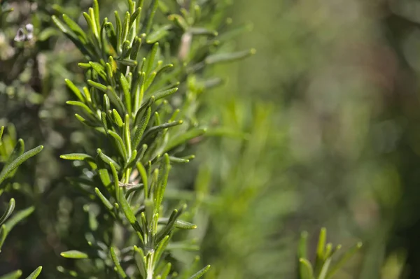 Rosemary Grenar Naturliga Makro Bakgrund — Stockfoto