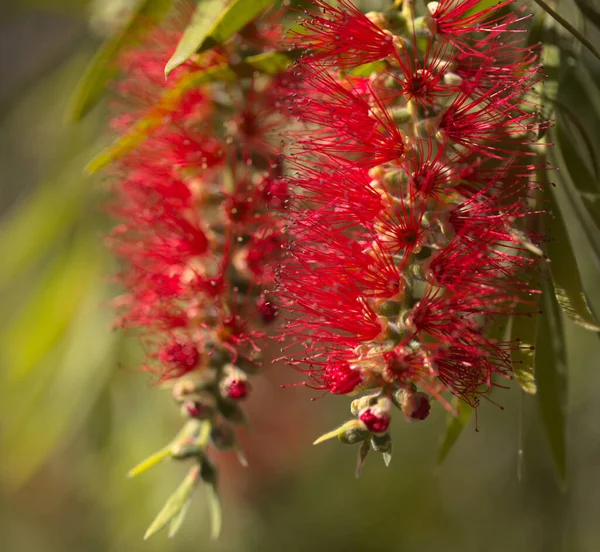 Planta Común Cepillos Botella Rojos Que Florece — Foto de Stock