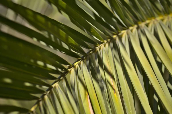 Flora Gran Canaria Phoenix Canariensis Canária Data Palmeira Folha Fundo — Fotografia de Stock