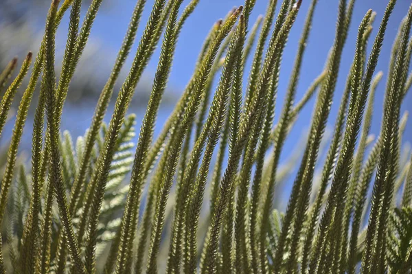 Araucaria Ágak Természetes Virágos Háttér — Stock Fotó