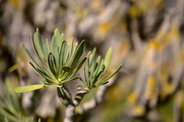 Flora Gran Canarii Kleinia Neriifolia Roślina Endemiczna Dla Wysp Kanaryjskich — Zdjęcie stockowe