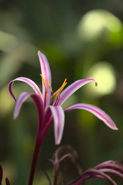 Crinum Asiaticum Közismert Nevén Méreg Izzó Természetes Virágos Makró Háttér — Stock Fotó