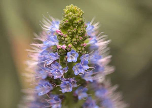 Flora Gran Canaria Echium Callithyrsum Bugloss Azul Gran Canaria Endémica — Fotografia de Stock