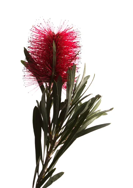 Yaygın Kırmızı Şişe Fırçası Bitkisi Çiçek Açıyor Izole Edilmiş — Stok fotoğraf