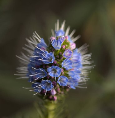 Gran Canaria 'dan Flora - Echium callithyrsum, Gran Canaria' nın mavi böcek ilacı, adaya özgü ve çoğunlukla Tenteniguada bölgesinde, arka planda