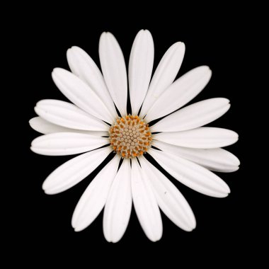 Afrika papatyaları ve Osteospermum çiçekli yatak arka planı.