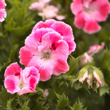 Çiçekli pembe sardunyalı bahçe arkaplanı 