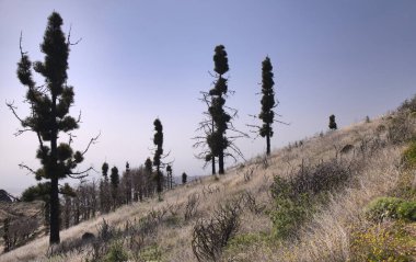 Büyük Kanarya, Las Cumbres, adanın en yüksek bölgeleri, iki yıl önceki orman yangınından etkilenmiş, Kanarya Çamları yeni bir büyüme gösteriyor.
