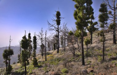 Büyük Kanarya, Las Cumbres, adanın en yüksek bölgeleri, iki yıl önceki orman yangınından etkilenmiş, Kanarya Çamları yeni bir büyüme gösteriyor.
