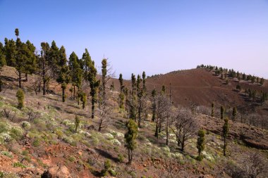 Las Palmas, İspanya - 29 Şubat 2020: Karnaval Kraliçesi Las Palmas de Gran Canaria şehrinden geçerken ana karnaval geçidine katıldı