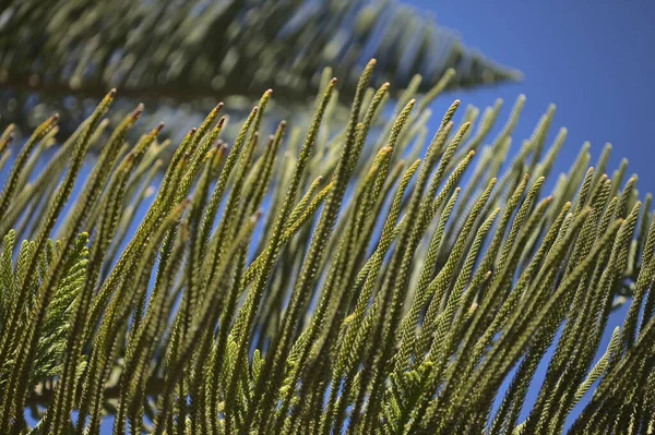 Araukarien Zweige Natürliche Florale Hintergrund — Stockfoto