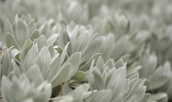 Флора Лансароте Helichrysum Gossypinum Вечная Вата Уязвимые Виды — стоковое фото