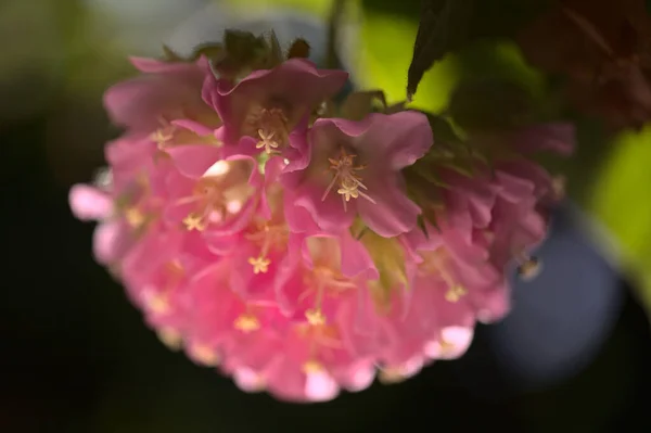 桃花心木粉红的球树盛开 — 图库照片