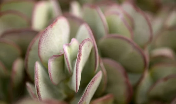 Crassula Arborescens Silver Jade Plant Leaves Close — Stock Photo, Image