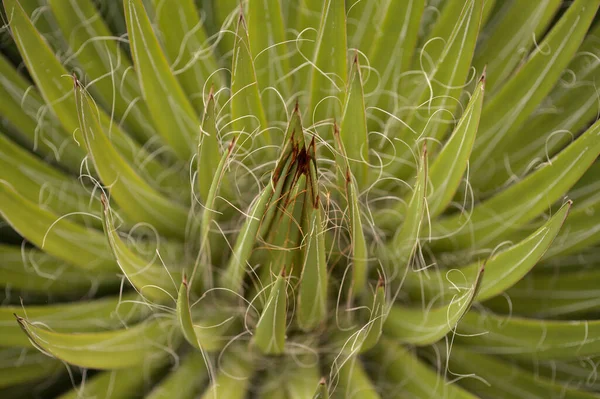 Agave Filifera Cérna Agave Levelek Rozetta Közelkép — Stock Fotó