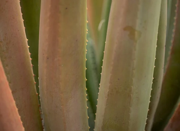 Húsos Levelek Aloe Természetes Virágos Háttér — Stock Fotó