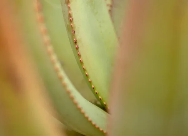 Húsos Levelek Aloe Természetes Virágos Háttér — Stock Fotó