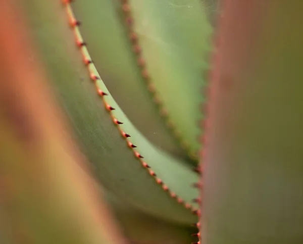 Masité Listy Aloe Přírodní Květinové Pozadí — Stock fotografie