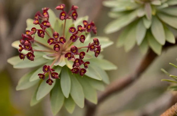 Flora Tenerife Spurge Euphorbia Atropurpurea Macro Background — Stock Photo, Image
