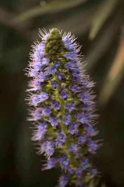Flora Gran Canaria Echium Callithyrsum Blue Bugloss Gran Canaria Endemic — Stock Photo, Image