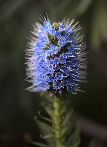 Flóra Gran Canaria Echium Callithyrsum Modrá Bugloss Gran Canaria Endemická — Stock fotografie