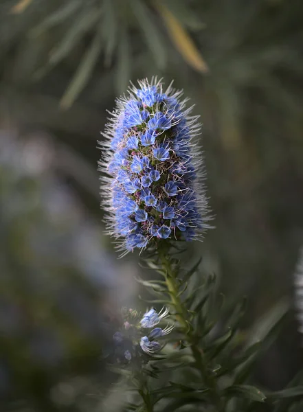 Flora Gran Canaria Echium Callithyrsum Bugloss Azul Gran Canaria Endémica — Foto de Stock