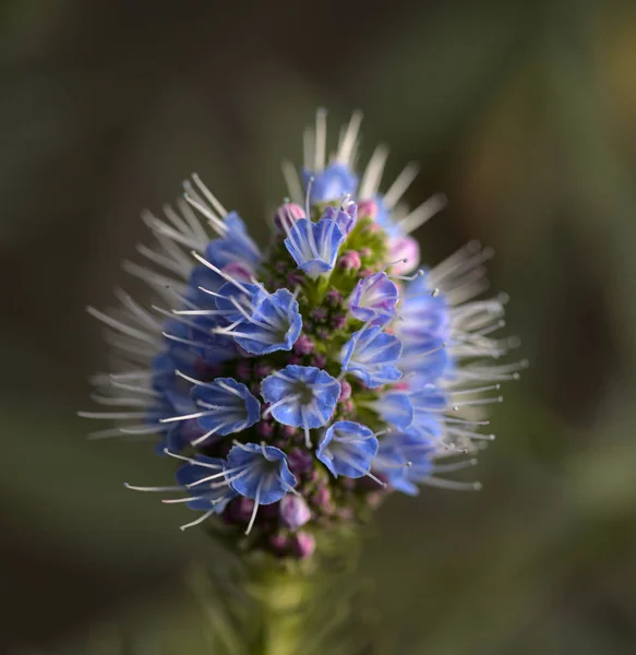 Flore Gran Canaria Echium Callithyrsum Bugloss Bleu Gran Canaria Endémique — Photo