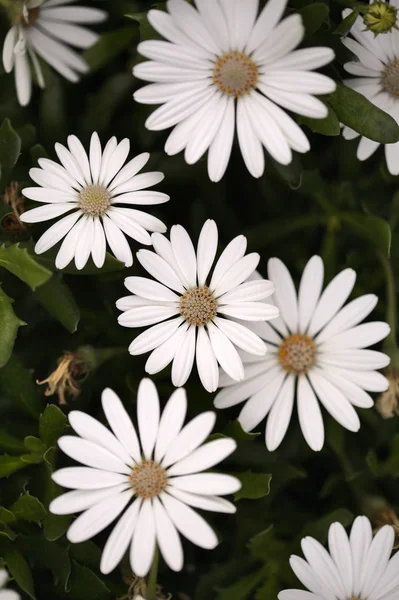 Fundo Canteiro Flores Com Margaridas Africanas Osteospermum — Fotografia de Stock