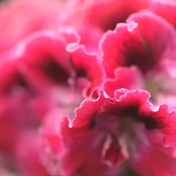 Garden Background Flowering Pink Geranium — Stock Photo, Image