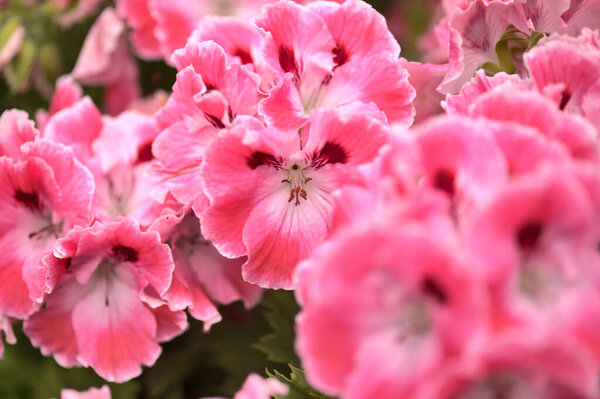 Garden background with flowering pink geranium 