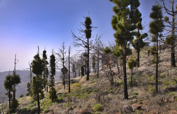 Büyük Kanarya, Las Cumbres, adanın en yüksek bölgeleri, iki yıl önceki orman yangınından etkilenmiş, Kanarya Çamları yeni bir büyüme gösteriyor.