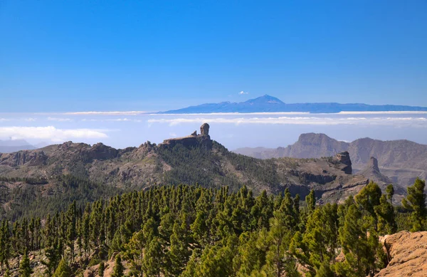 Las Palmas Spanien Februar 2020 Die Karnevalskönigin Nimmt Größten Karnevalsumzug — Stockfoto