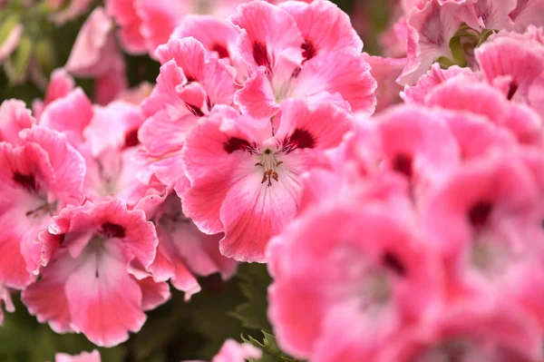 Tuin Achtergrond Met Bloeiende Roze Geranium Stockfoto