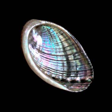 Gran Canaria 'nın Hayvanı - küçük yeşil ormer kabuk 