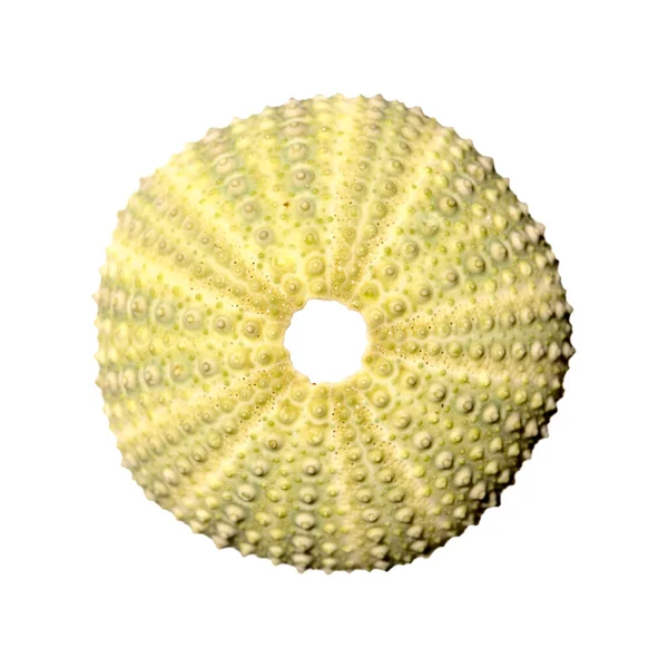 Sea Urchin Skeleton Isolated White — Stock Photo, Image