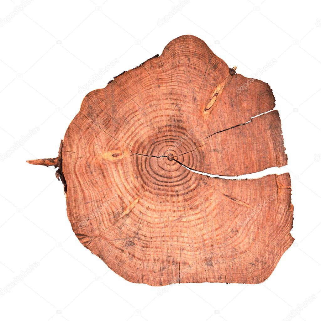 Cut through a trunk of young Canary Pine tree, isolated on white 