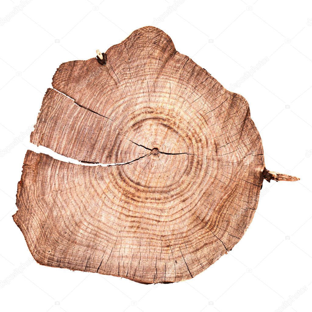 Cut through a trunk of young Canary Pine tree, isolated on white 