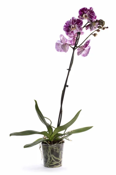 Scrub phalaenopsis ορχιδέα σε μια κατσαρόλα σε λευκό φόντο — Φωτογραφία Αρχείου