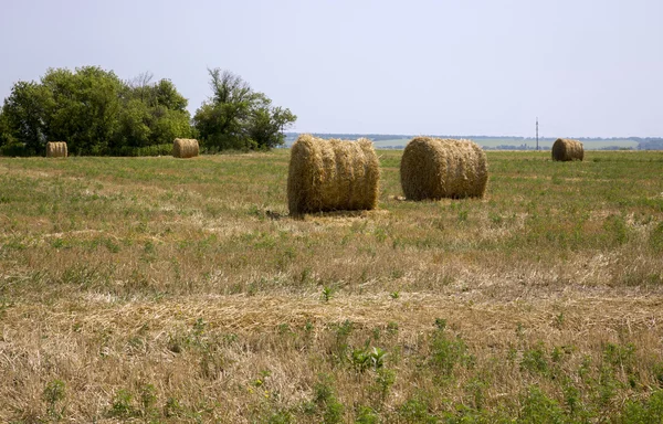 Beli siana na polu po zbiorach — Zdjęcie stockowe