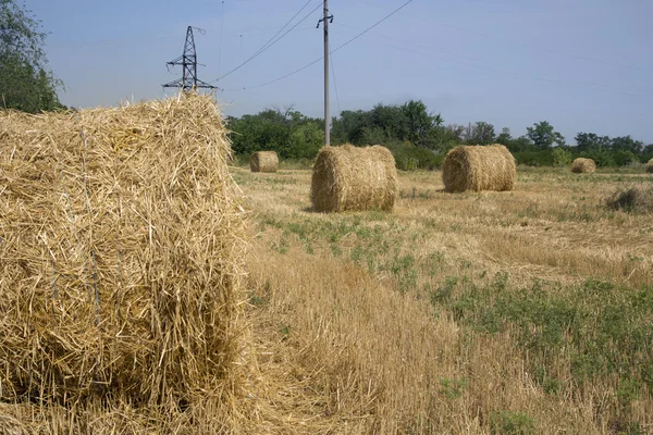 Fardo de feno no campo após a colheita — Fotografia de Stock