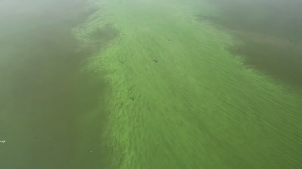 The rapid current algal bloom in the river water — Stock Video