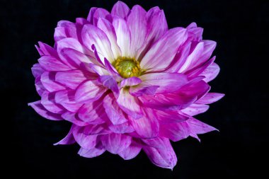 Çiçekler dahlias siyah bir zemin üzerine                                                           