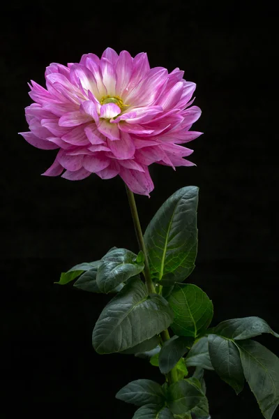 Çiçekler dahlias siyah bir zemin üzerine                                                        