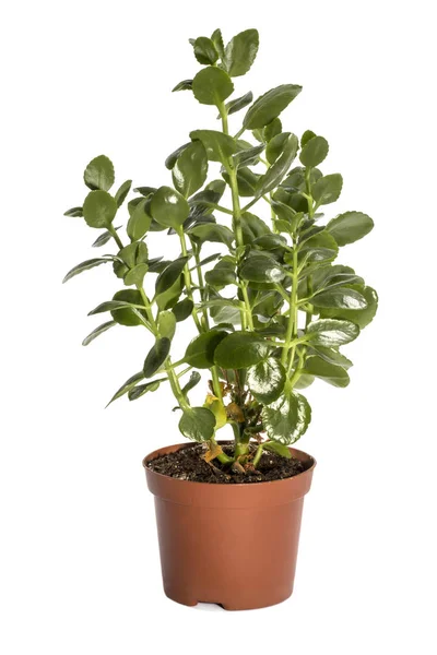 Kalanchoe bush in een pot op een witte achtergrond — Stockfoto