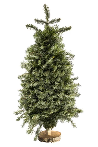 Weihnachtsbaum aus frischen Tannenzweigen auf weißem Hintergrund — Stockfoto