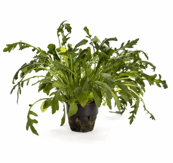 Rucola bush in een pot op een witte achtergrond — Stockfoto